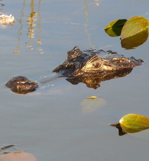 Caiman-Lagunas-del-Ibera-Argentine Caiman - lagunes d'Ibera - Argentine