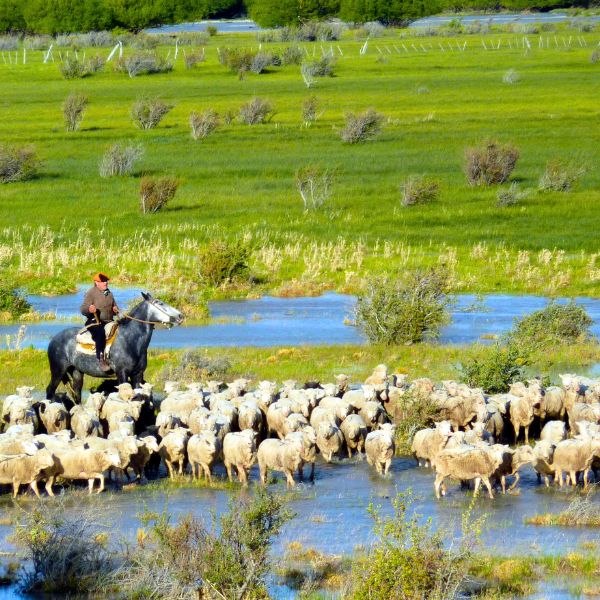 Gaucho-de-Patagonie-Argentine