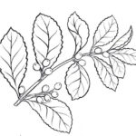 Plante de Maté - Argentine