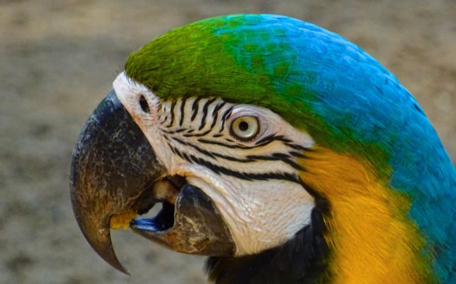 Perroquet - Parc national Iguaçu - Argentine