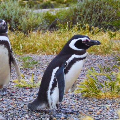 Pingouin de Magellan - Péninsule de Valdes - Argentine Pingouin de Magellan - Péninsule de Valdes - Argentine