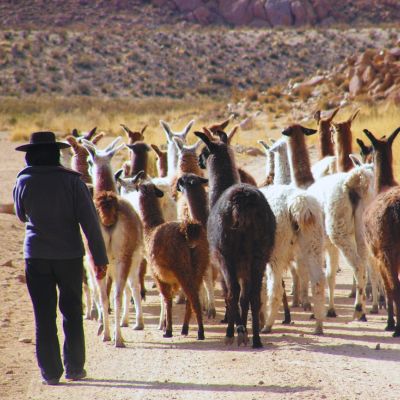 Vallée d'humhuaca - Lamas- NOA - Argentine Vallée d'humhuaca - Lamas- NOA - Argentine