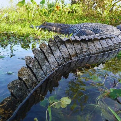 Caiman - Lagunes d'Ibera - Corrientes - Argentine Caiman - Lagunes d'Ibera - Corrientes - Argentine