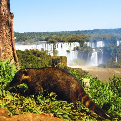 Coati- Chutes d'Iguaçu - Argentine Coati- Chutes d'Iguaçu - Argentine