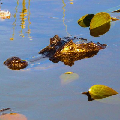 Tête de Caiman - Lagunes d'Ibera - Corrientes