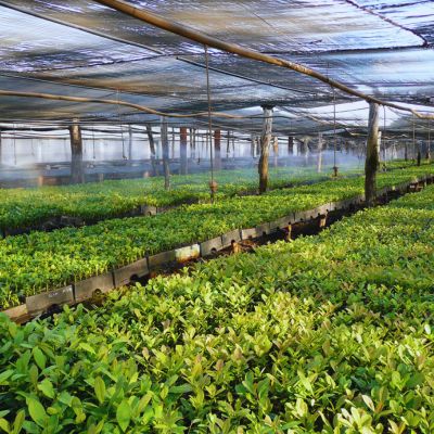Serres d'un plantation de maté - Misiones - Argentine