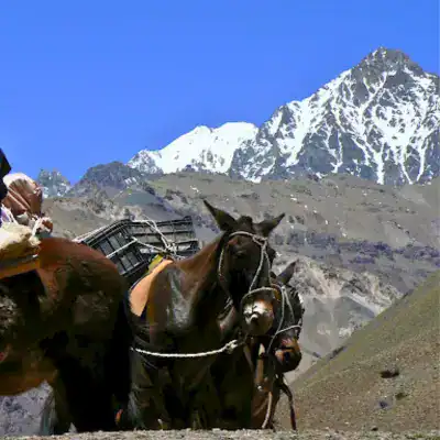 Mules de l'Aconcagua