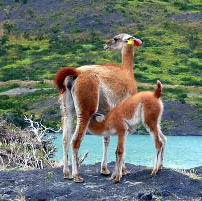 Granaco dans le Parc National Los Glaciares.